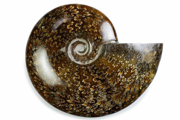 Polished Ammonite (Cleoniceras) Fossil - Madagascar #375906